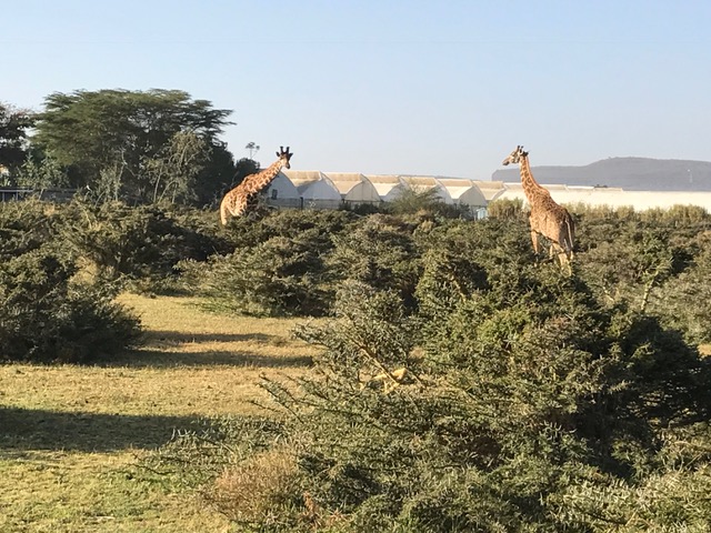 Verdel reser till Kenia